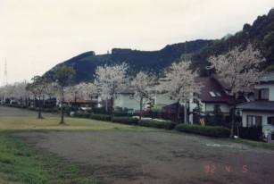 92年の桜